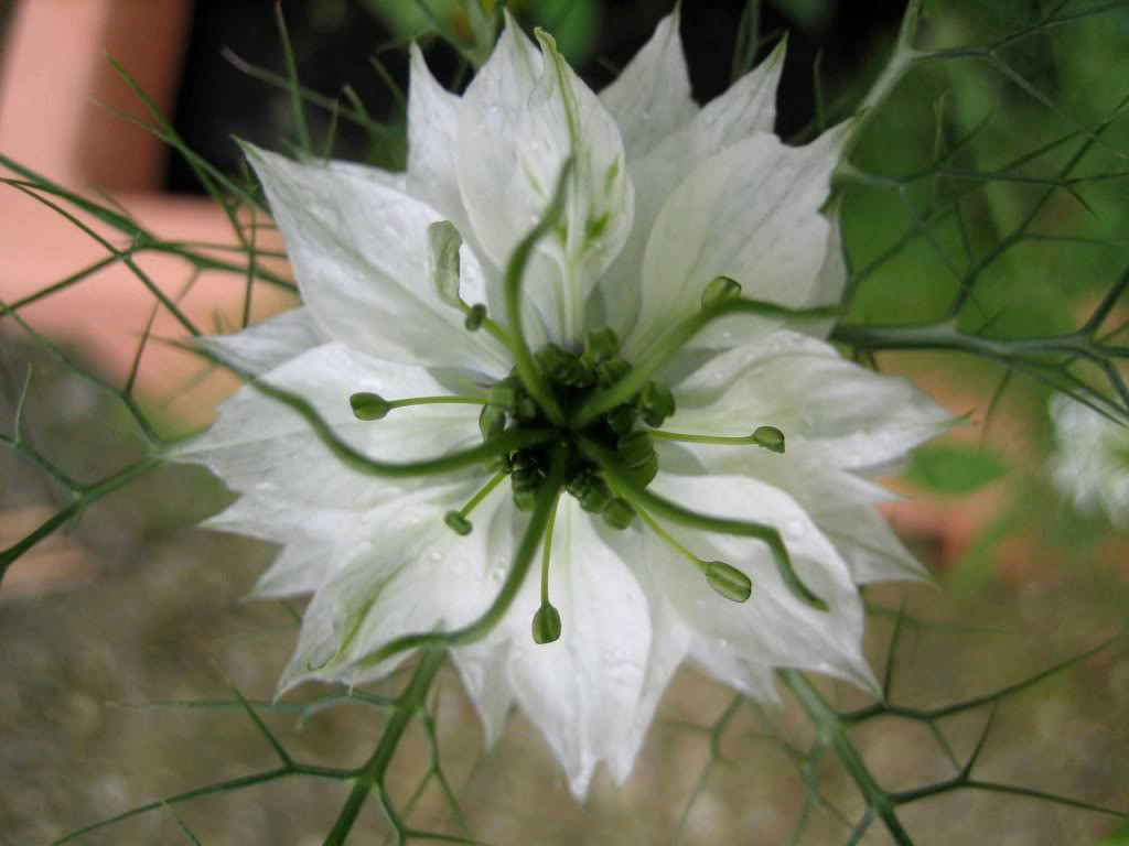 500 WHITE LOVE IN A MIST Nigella Damascena Flower Seeds *Flat S/H