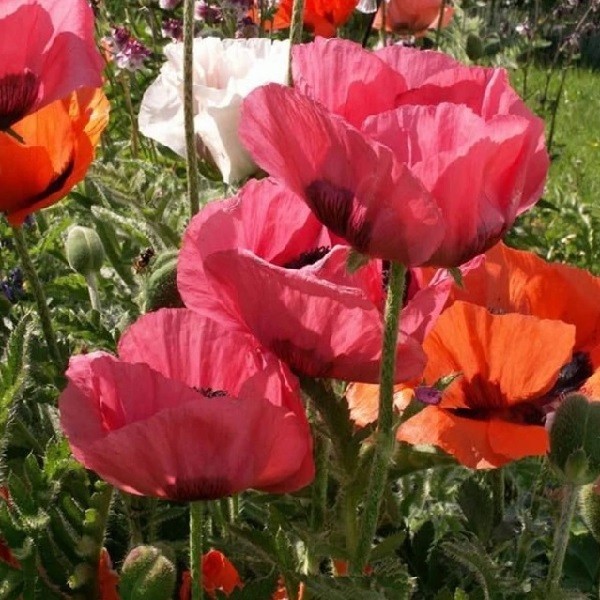 Mixed Colors Oriental Poppy Seeds For Planting Stratified Perennial Fresh Seeds