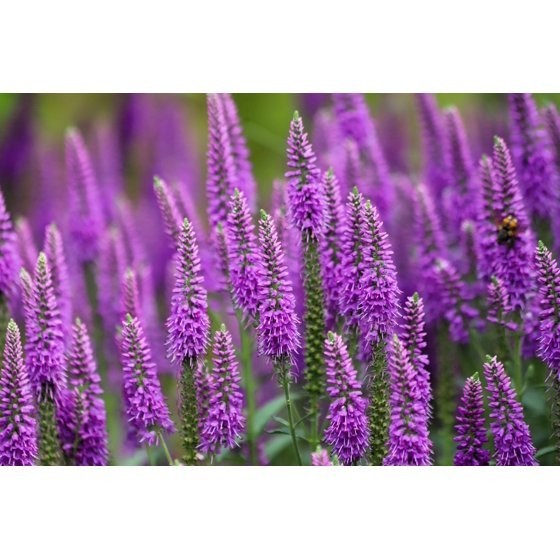 50 Mixed Colors VERONICA SIGHTSEEING MIXTURE (Spike Speedwell) Veronica Spicata
