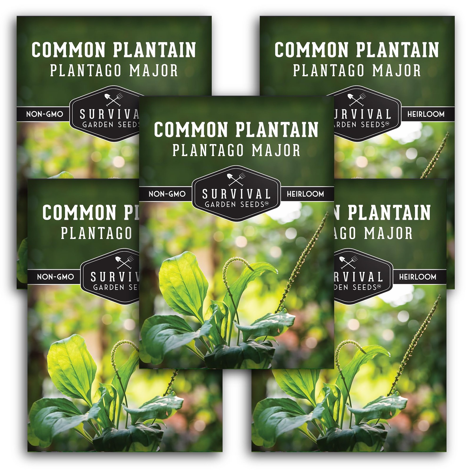 Plantain Seeds Common Plantago Major Edible Herb for Survival Garden 5 Pack