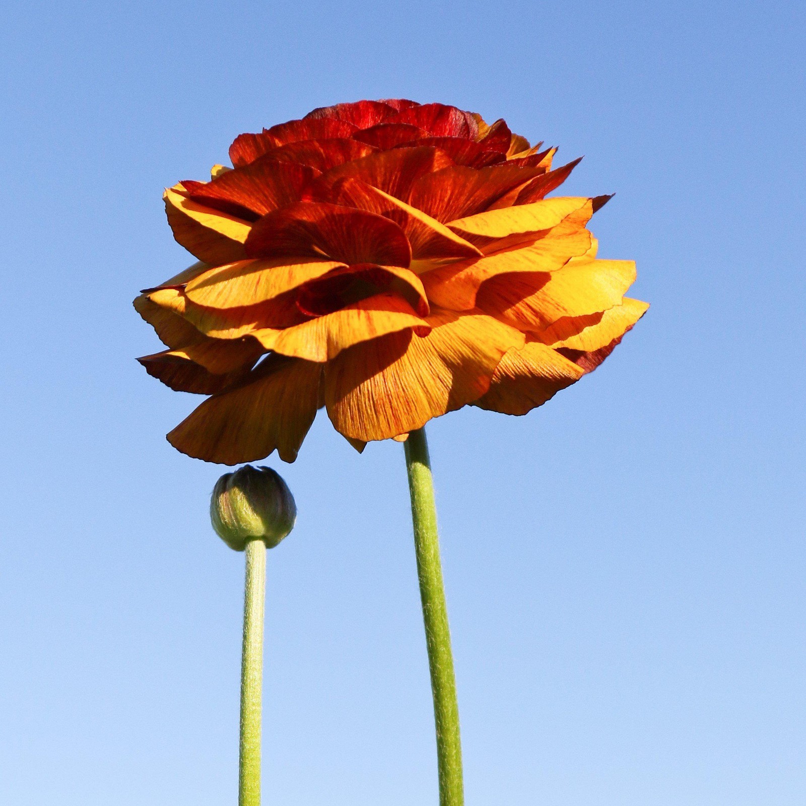 Ranunculus Buttercup Café 10 Flower Bulbs – Spring Multicolor Blooms in Sun