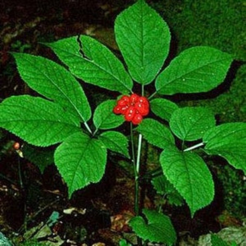100 PCS Premium Appalachian Ginseng Seeds Fresh, High-Quality root seeds