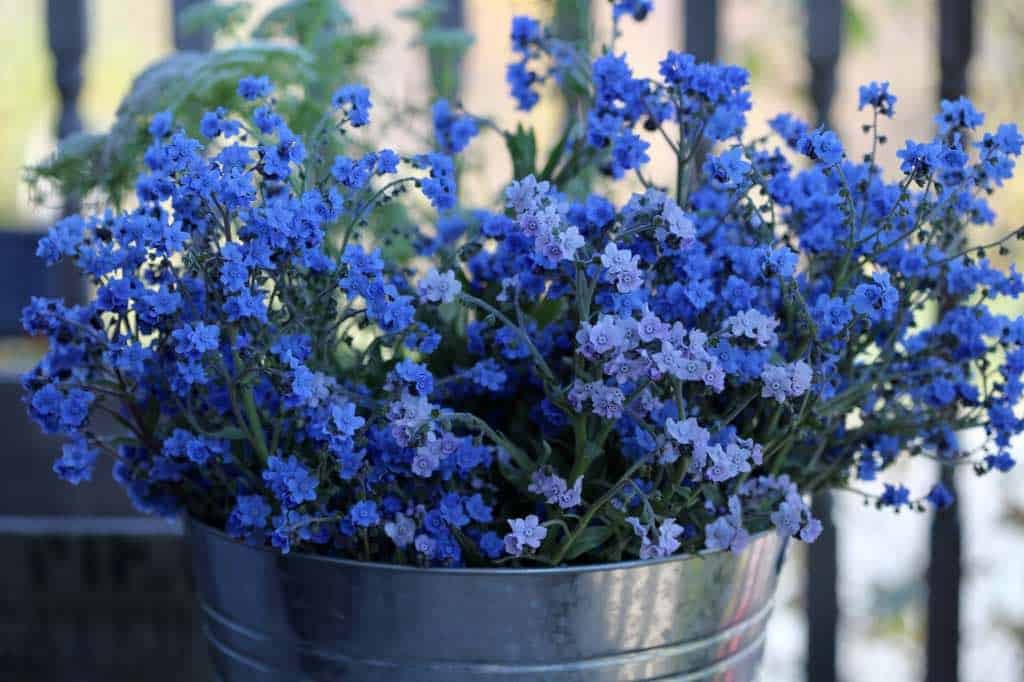 350+ / 2 grams CHINESE FORGET-ME-NOT SEEDS FRESH FOR YOUR FLOWER GARDEN