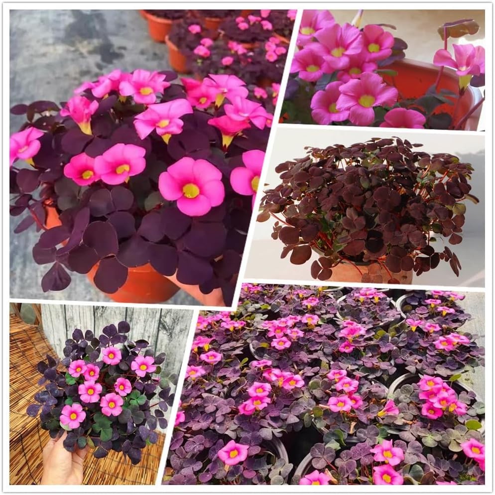 12 Purple Shamrock Bulbs Oxalis Triangularis for Planting, Flower Bulbs Indoo…