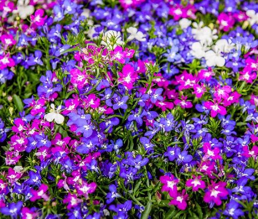 LOBELIA RIVIERA MIX Lobelia Erinus – 1,000 Bulk Seeds
