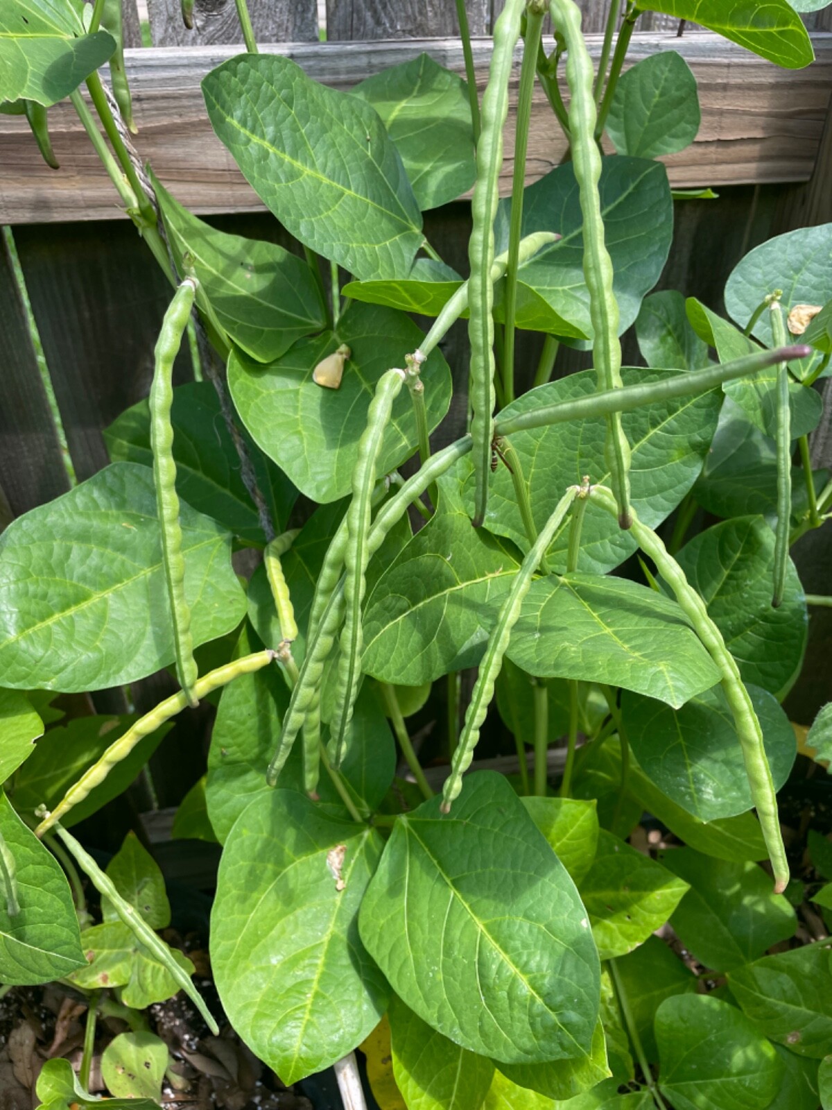 50+ Black-eyed Pea Seeds. Prolific Delicious