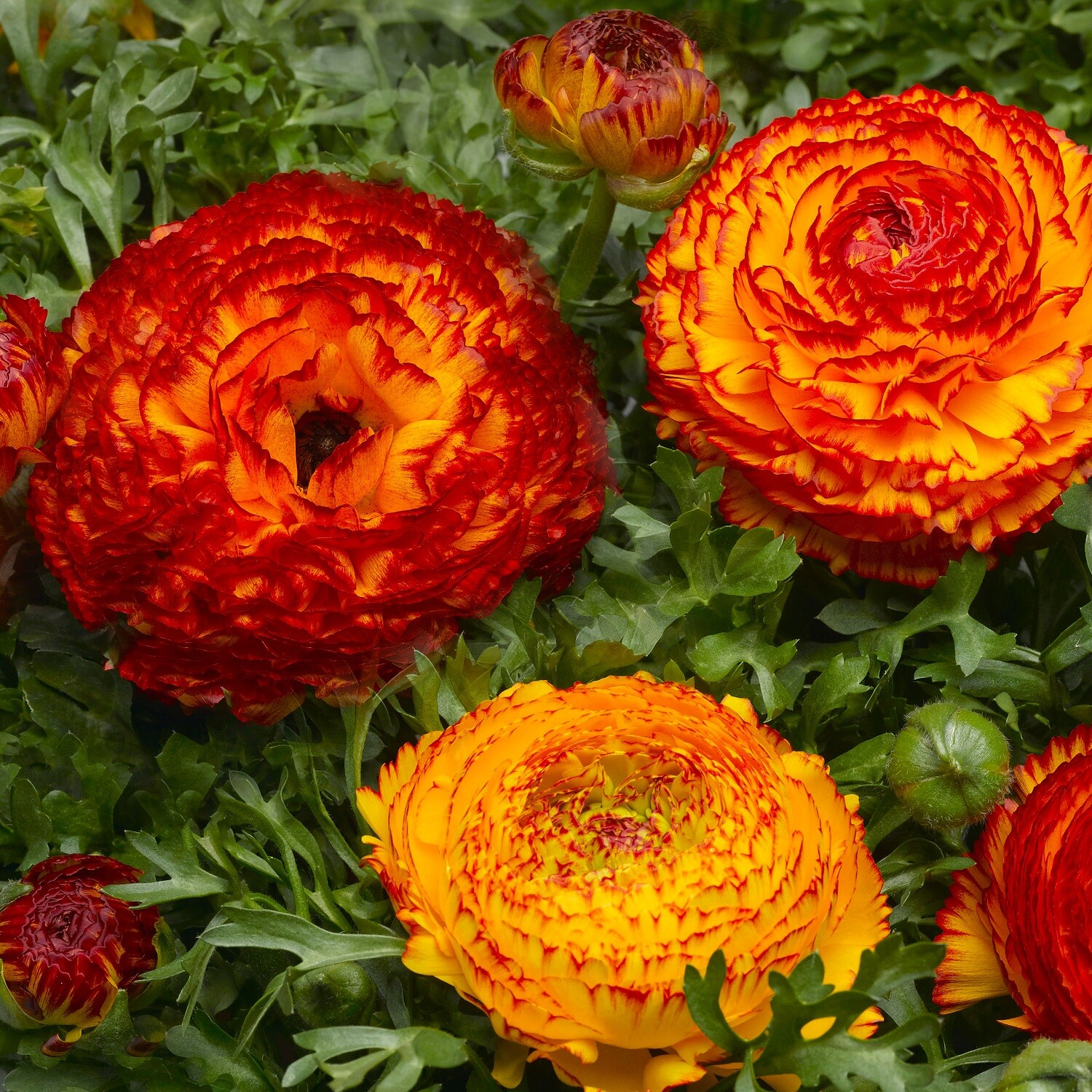 Ranunculus Seeds Mache Fire 25 Pelleted Seeds