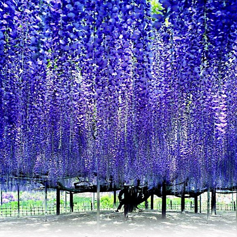 5 Chinese Blue Wisteria sinensis Tree Seeds Fast Climber Flower Vine Hardy Plant