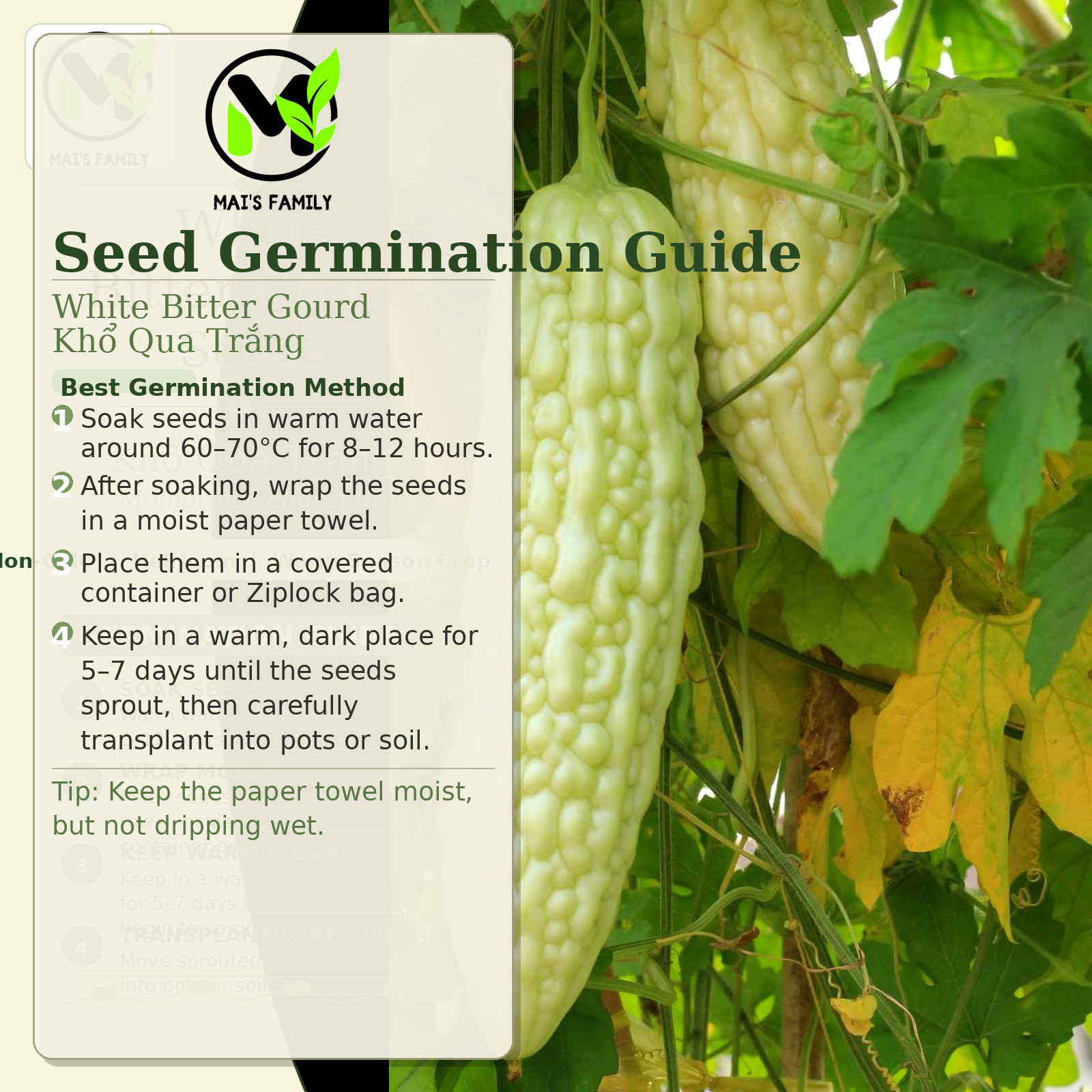 White Skin Bitter Gourd seeds, Heirloom, Asian Vegetable by Mai’s Family