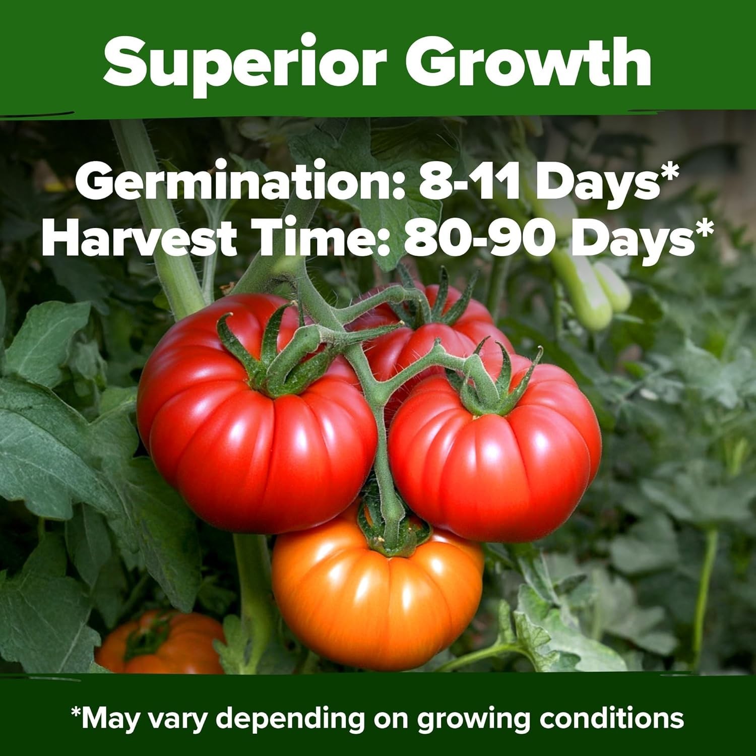 High Germination Beefsteak Tomato Seeds – 300 Heirloom Seeds for Any Gardener