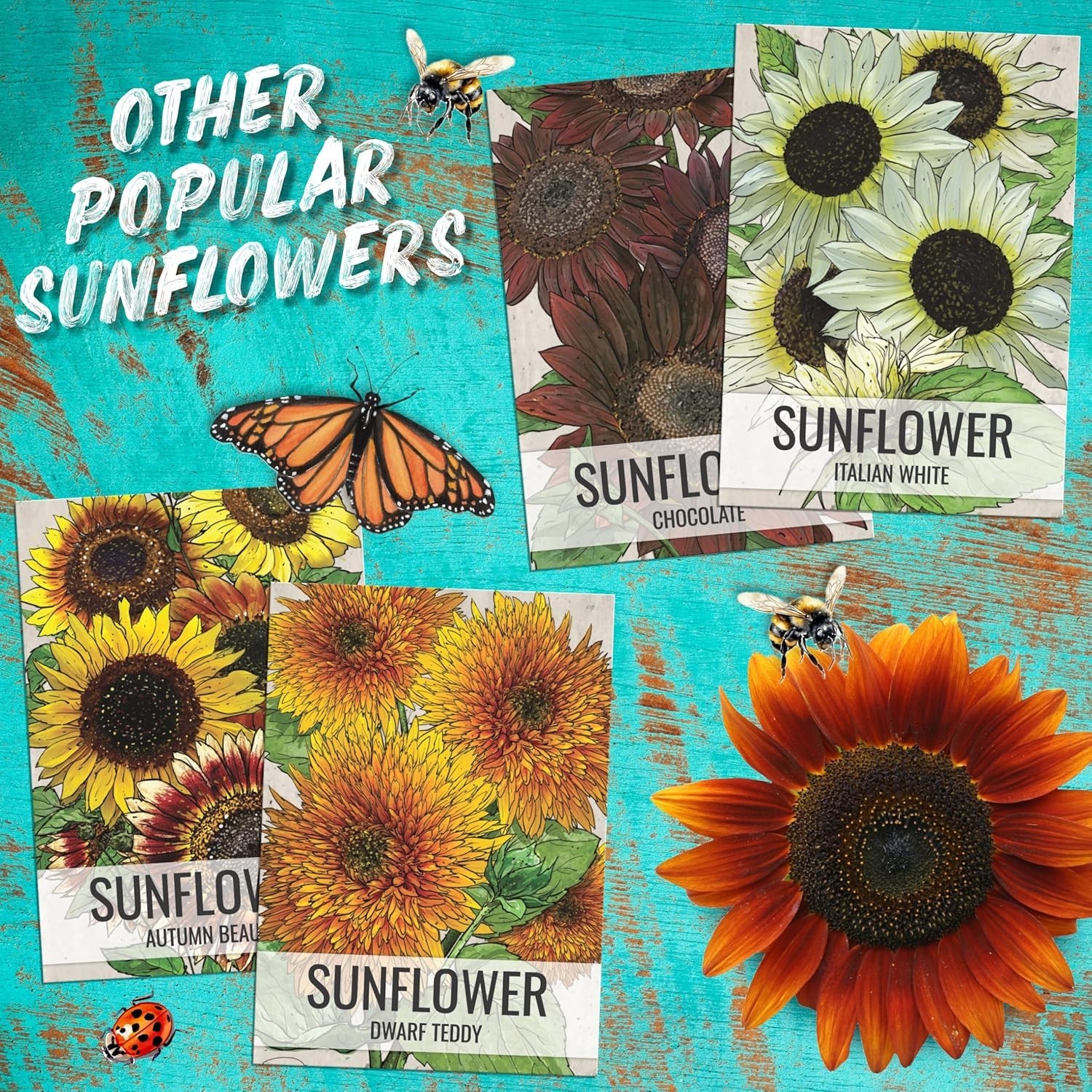Mexican Sunflower Seeds – Heirloom Tithonia for Butterfly Gardens – 1 Pack