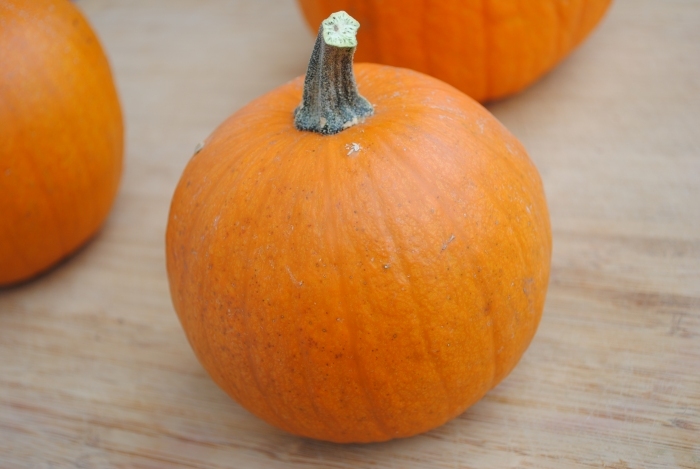 Pumpkin Seed: Touch of Autumn Pumpkin seeds Fresh Seed FREE Shipping!