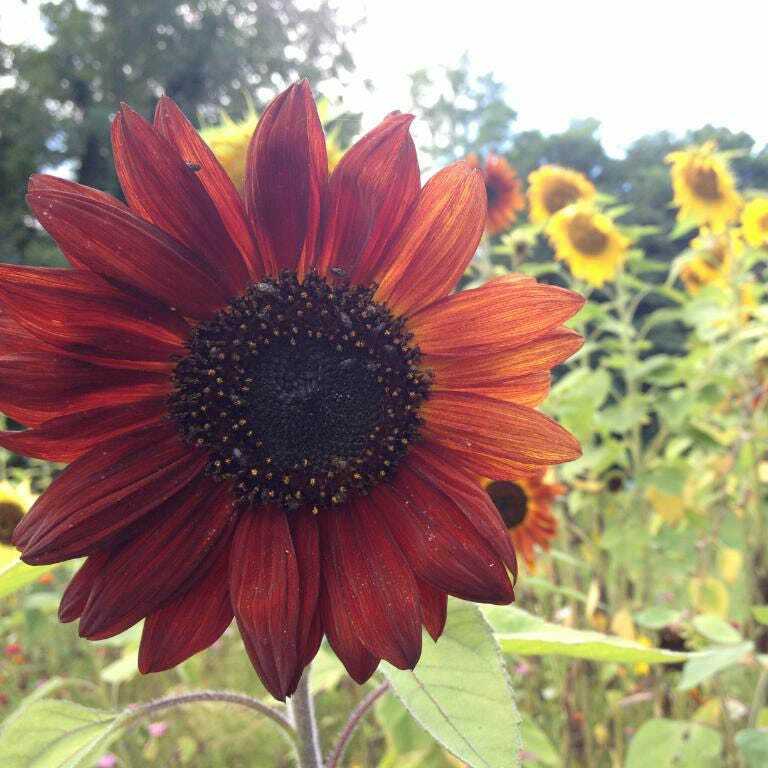Sunflower AUTUMN BEAUTY MIX Branching Multiple Flowers Non-GMO 100 Seeds