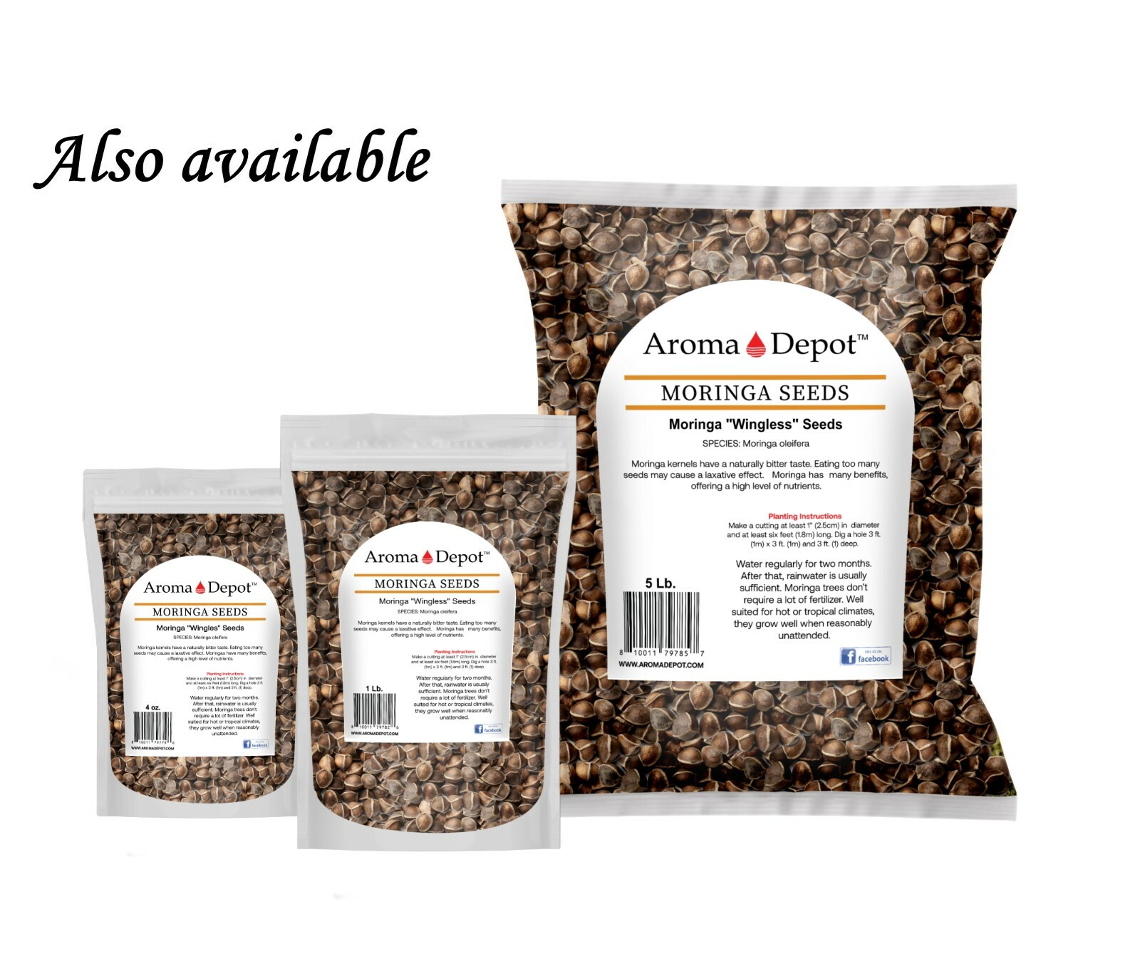 10 oz. Moringa Seeds 5000 Fresh Semilla de Moringa oleifera 5 Pouches Malunggay