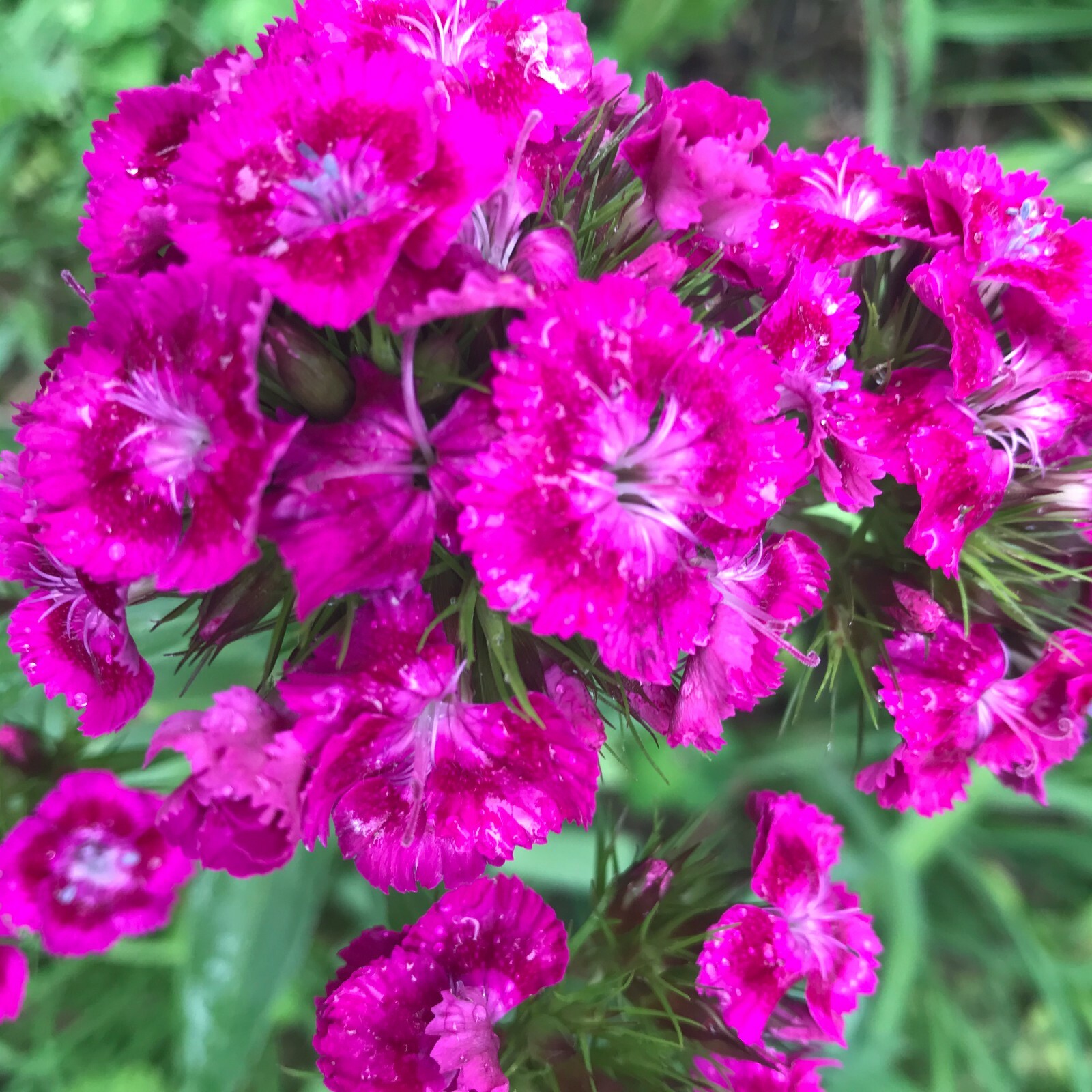 Sweet Williams Seeds 50ct,Red&Pink,Long Lasting,Deer Resistant,Biennial