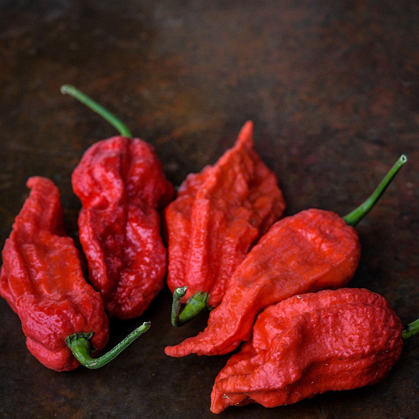 Ghost Pepper Seeds, Bhut Jolokia, EXTREMELY HOT PEPPER