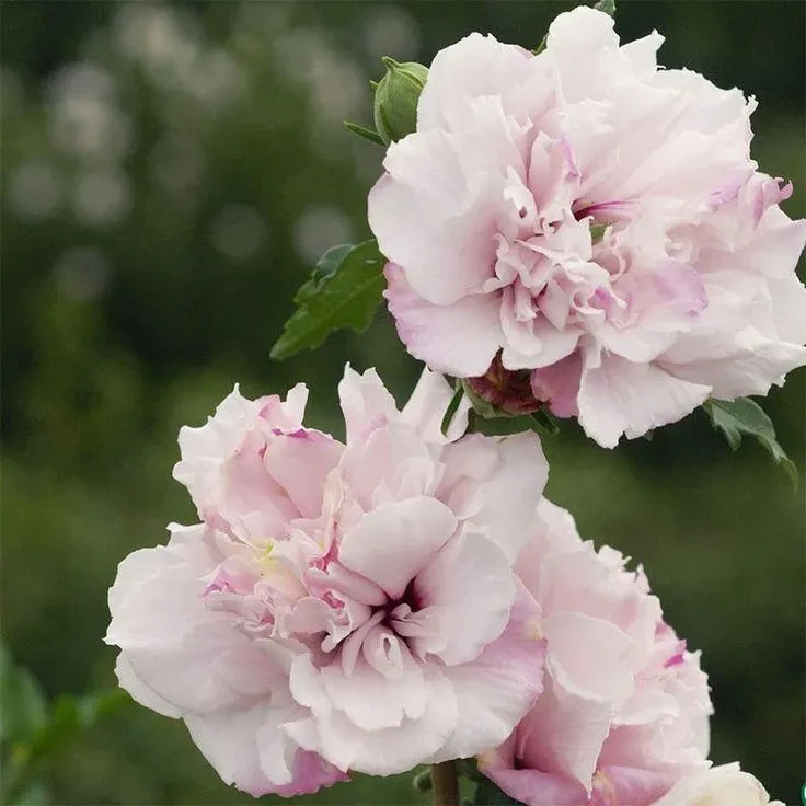 Althea (Hibiscus Syriacus) | 2 Bare-roots
