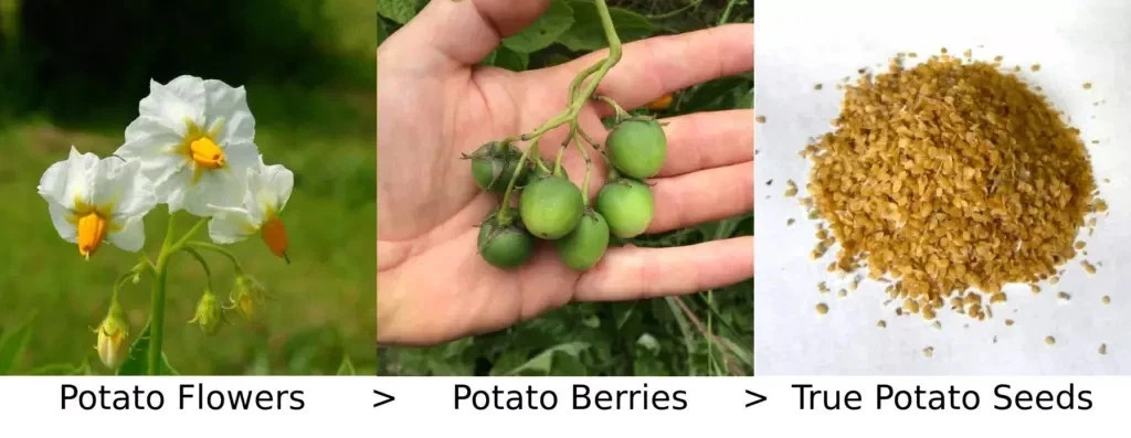 Yukon Gold TPS True Potato Seed 40 Organic Seeds Yellow Mix From Berries USA