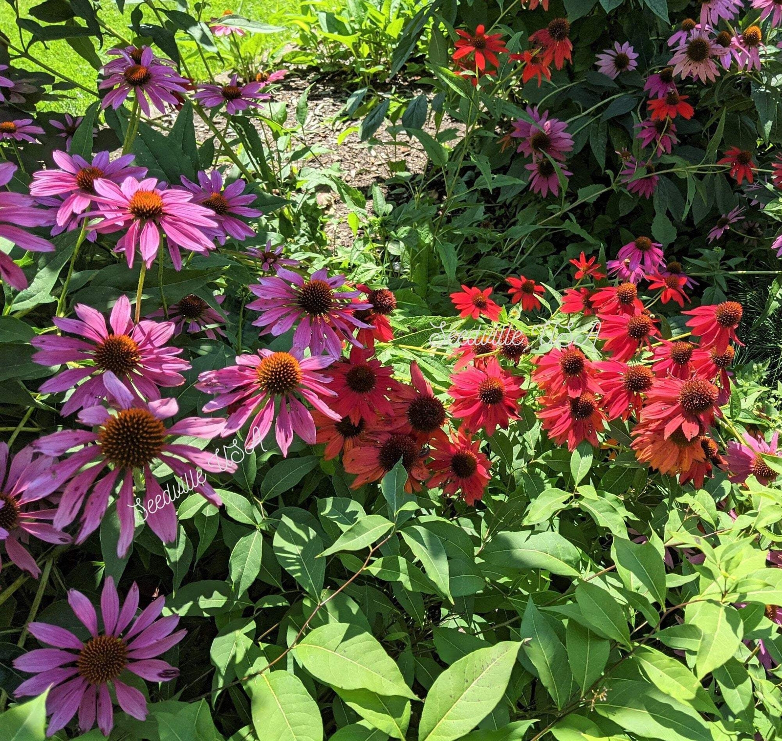 25 CHEYENNE SPIRIT CONEFLOWER Echinacea Orange Red Yellow Purp Pink Flower Seeds