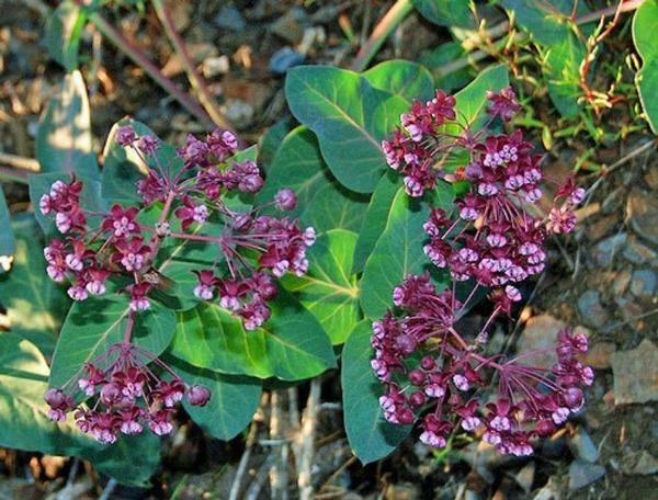 Asclepias cordifolia | Heartleaf Milkweed | 10 Seeds