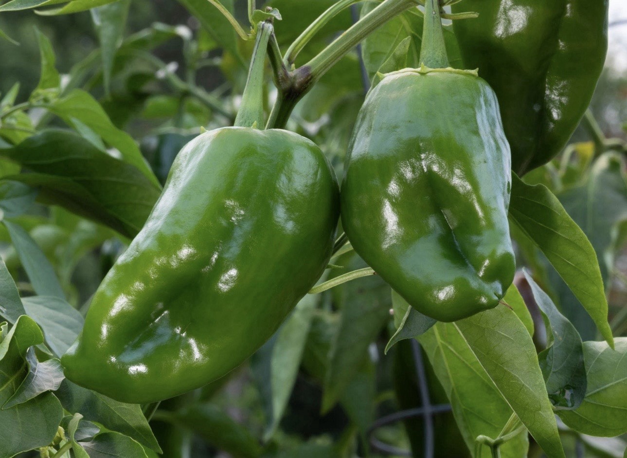 5 Pepper Plants Per Container!! Ready To Ship. All Types!! Epic, Popular, Rare!