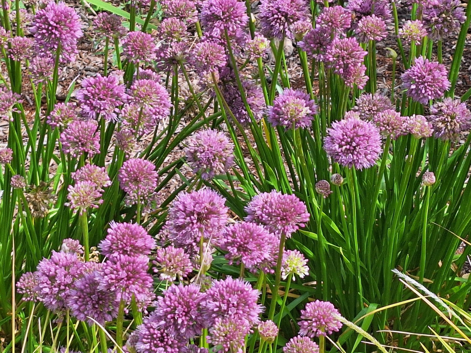 ALLIUM MILLENIUM LAVENDER FLOWERS 200 SEEDS, ORNAMENTAL ONION, HARDY