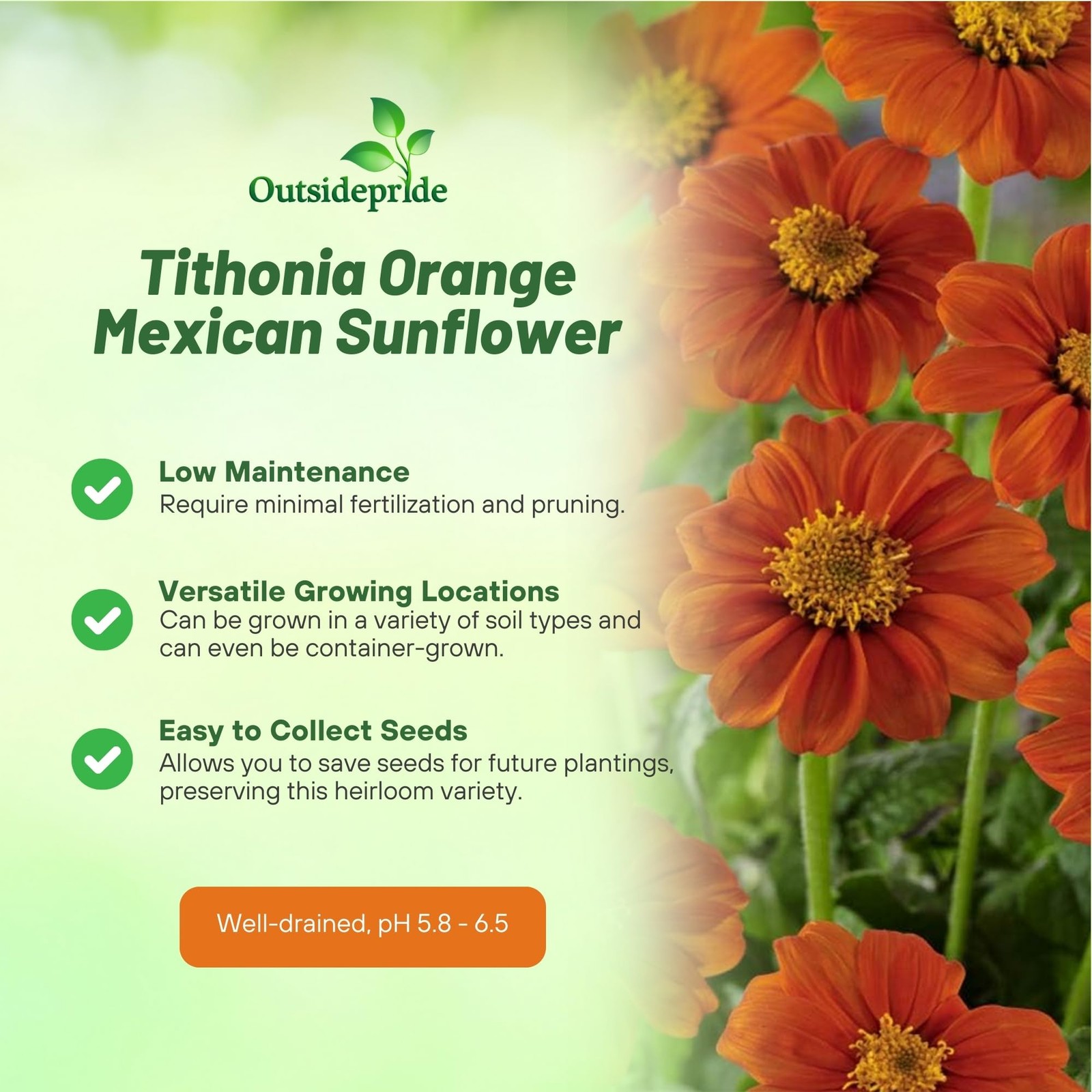 Goldfinger Mexican Sunflower Seeds – 500 Pcs Drought-Tolerant Tithonia Flowers