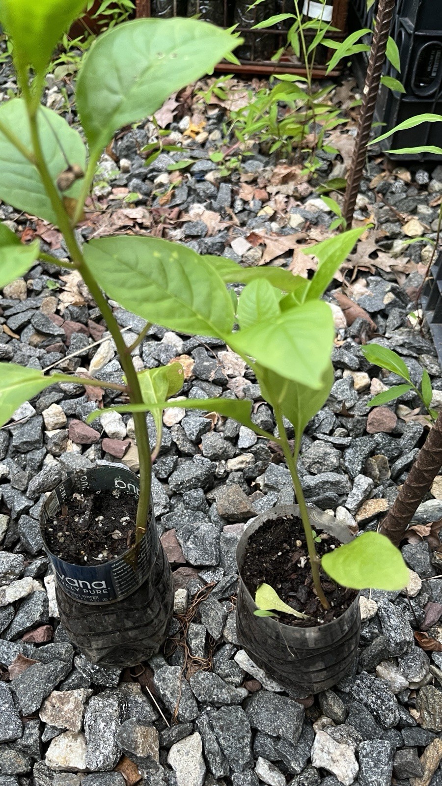 1 starter plant/root of Pokeberry or Pokeweed (Phytolacca americana)