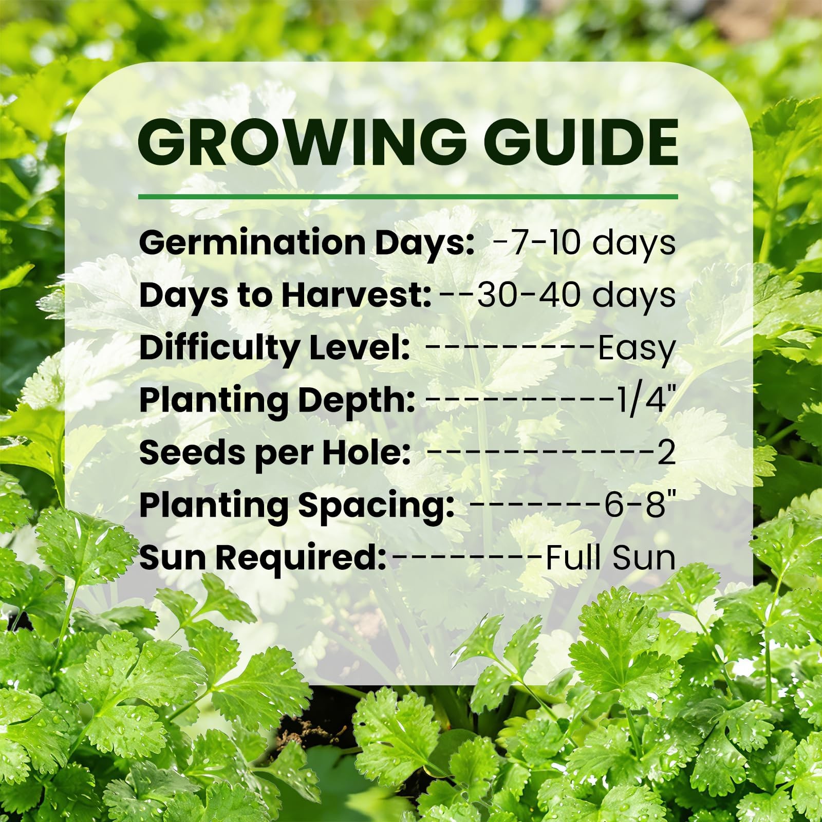 1200+ Cilantro Seeds for Planting Indoor Outdoor – Heirloom Coriander Herbs S…