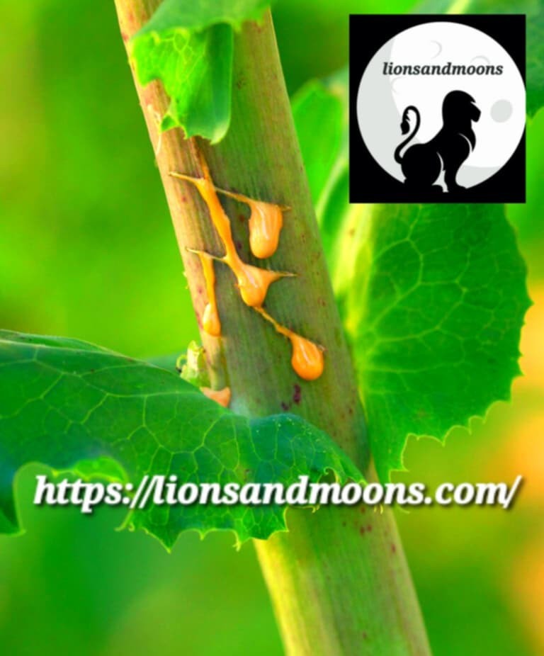 Wild Lettuce Lactuca virosa Seeds Bulk Medicinal Homegrown Herbalist Ships Fre