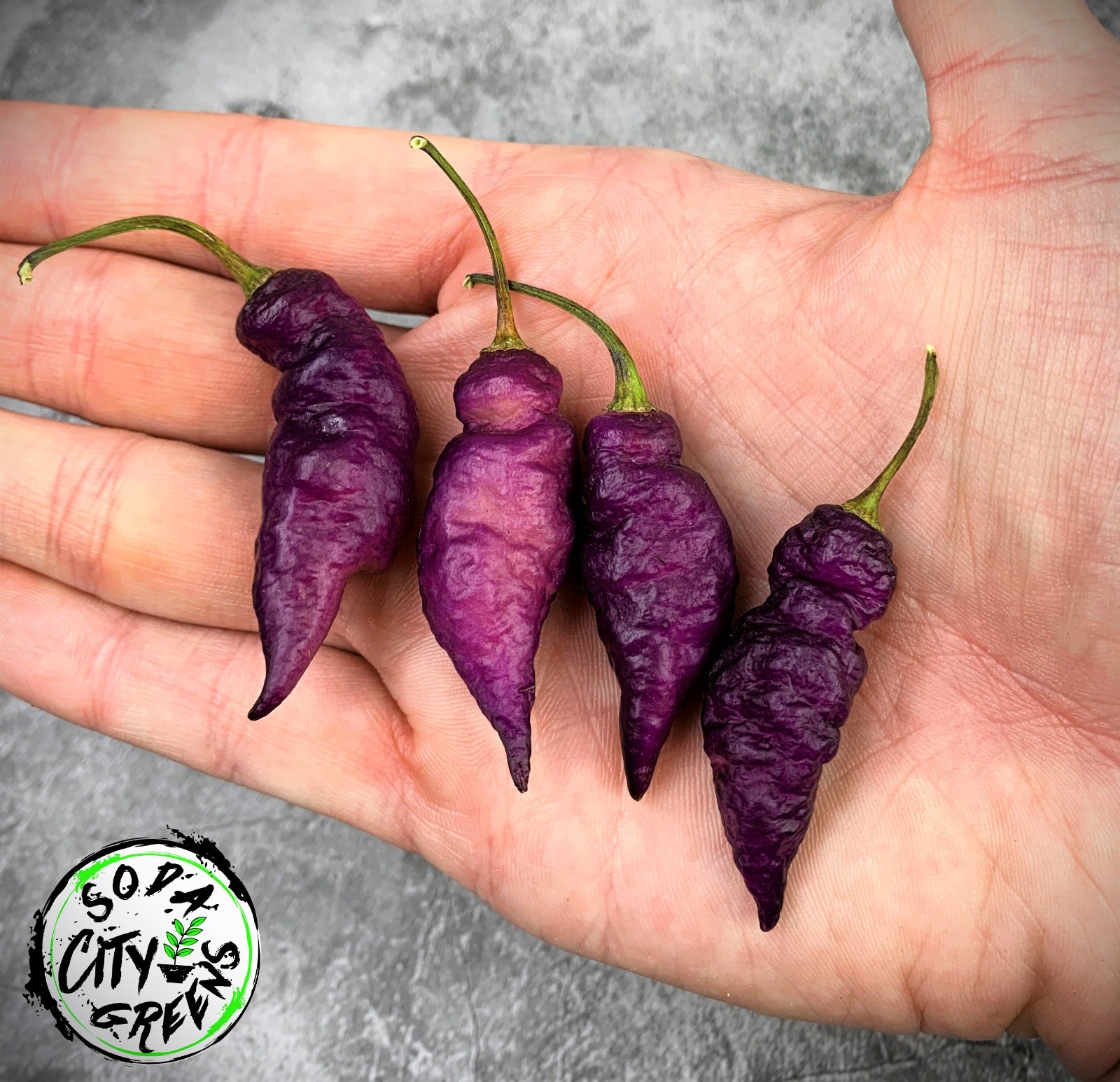Dream DD Pepper Seeds