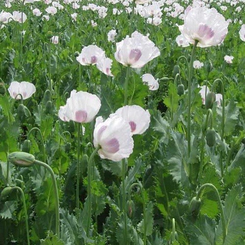 20,000 Fresh Organic Czech Republic Papavear Somniferum Poppy Seeds for Planting