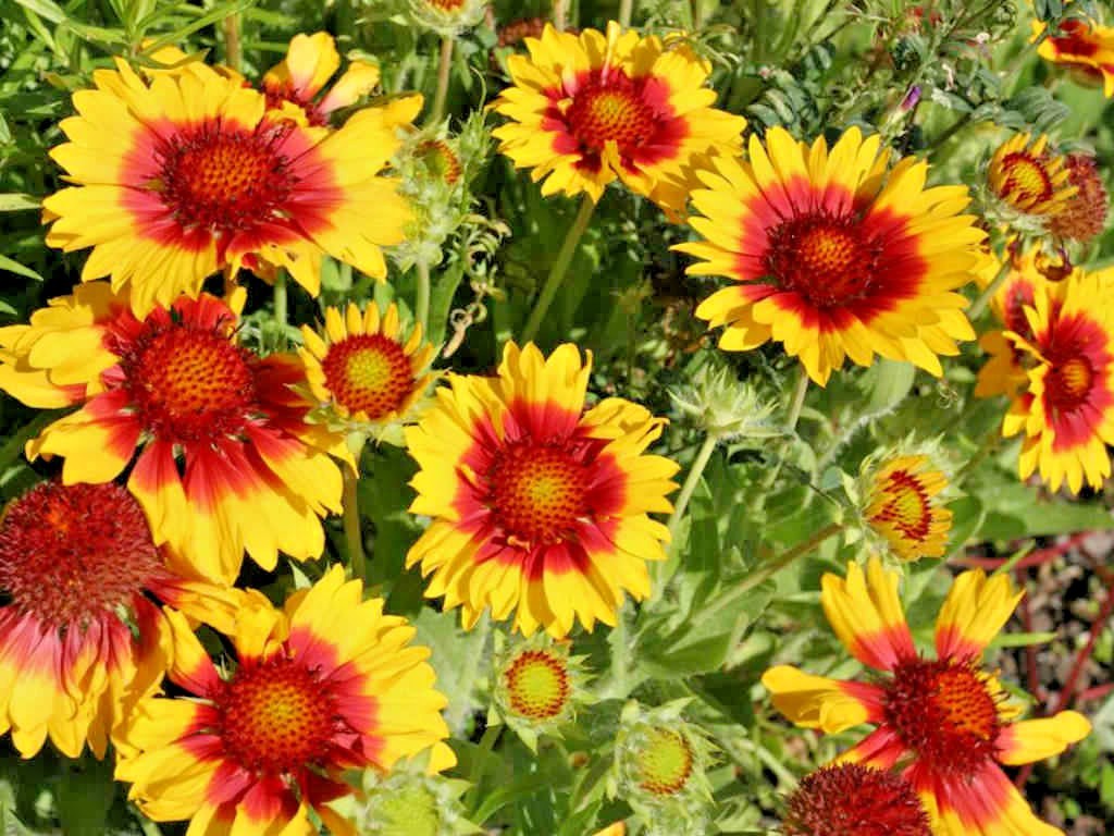 201+BLANKET FLOWER Seeds Native Wildflower Perennial Drought Heat Container Easy