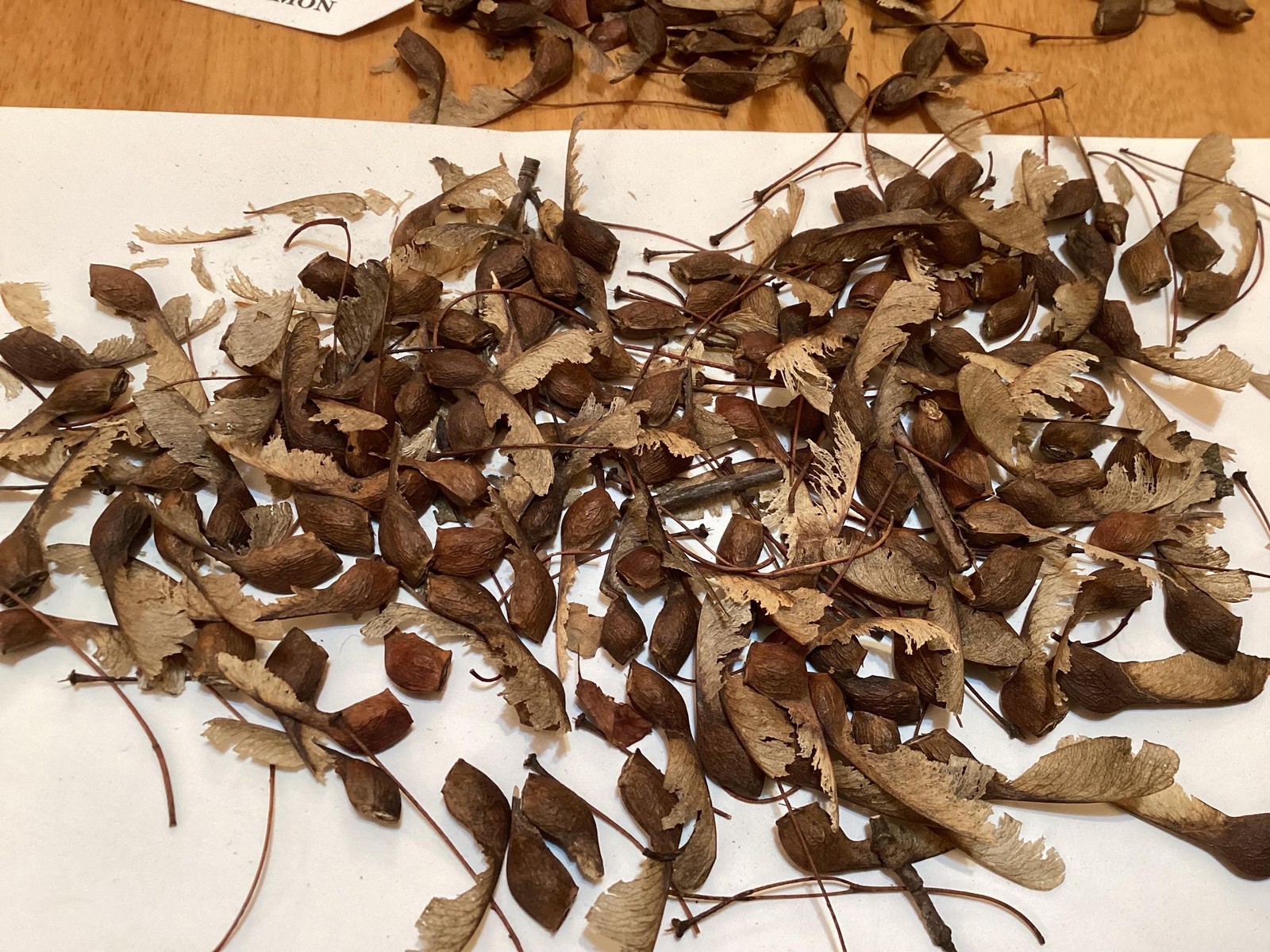Sugar Maple Seeds Acer Saccharum Rock Maple Hard Maple Tree Seeds Pack