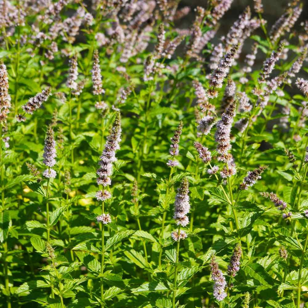 Spearmint Seeds Organic .12gr Approx 500 Seeds Non GMO Free Shipping!