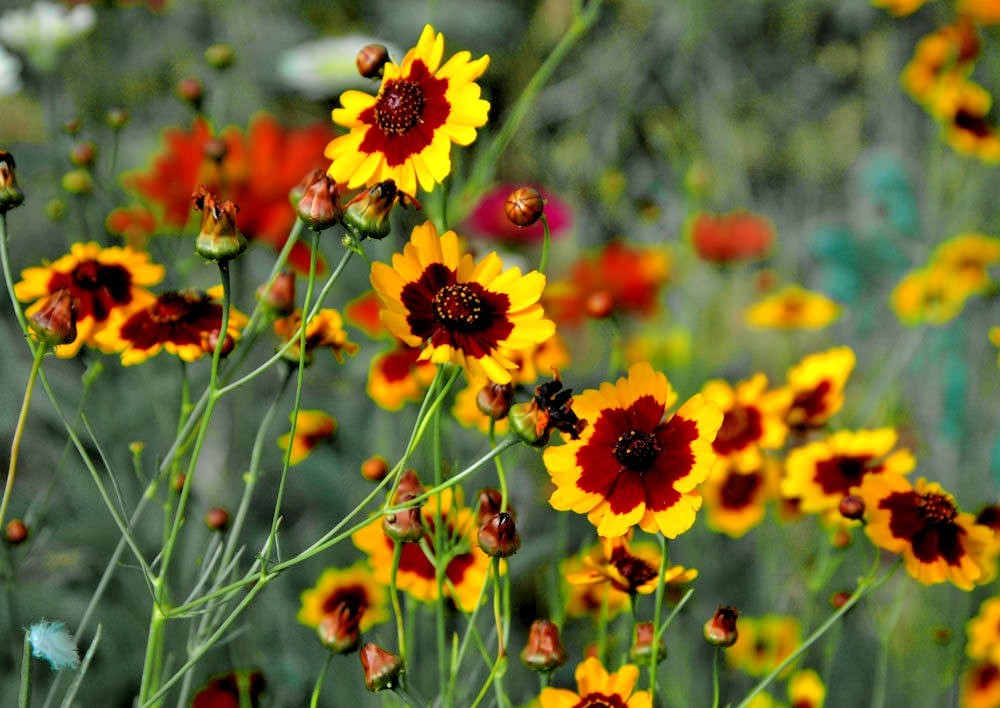 1001+PLAINS COREOPSIS Seeds Native Wildflower Drought Heat Pollinators Tickseed