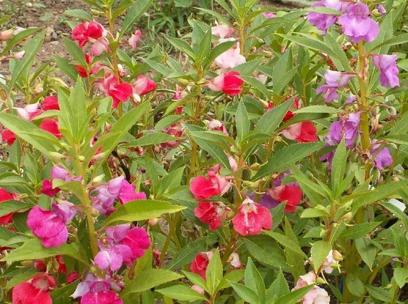 250 Balsam Flower Seeds, ‘Camellia Flowered Mix’, Impatiens balsamina