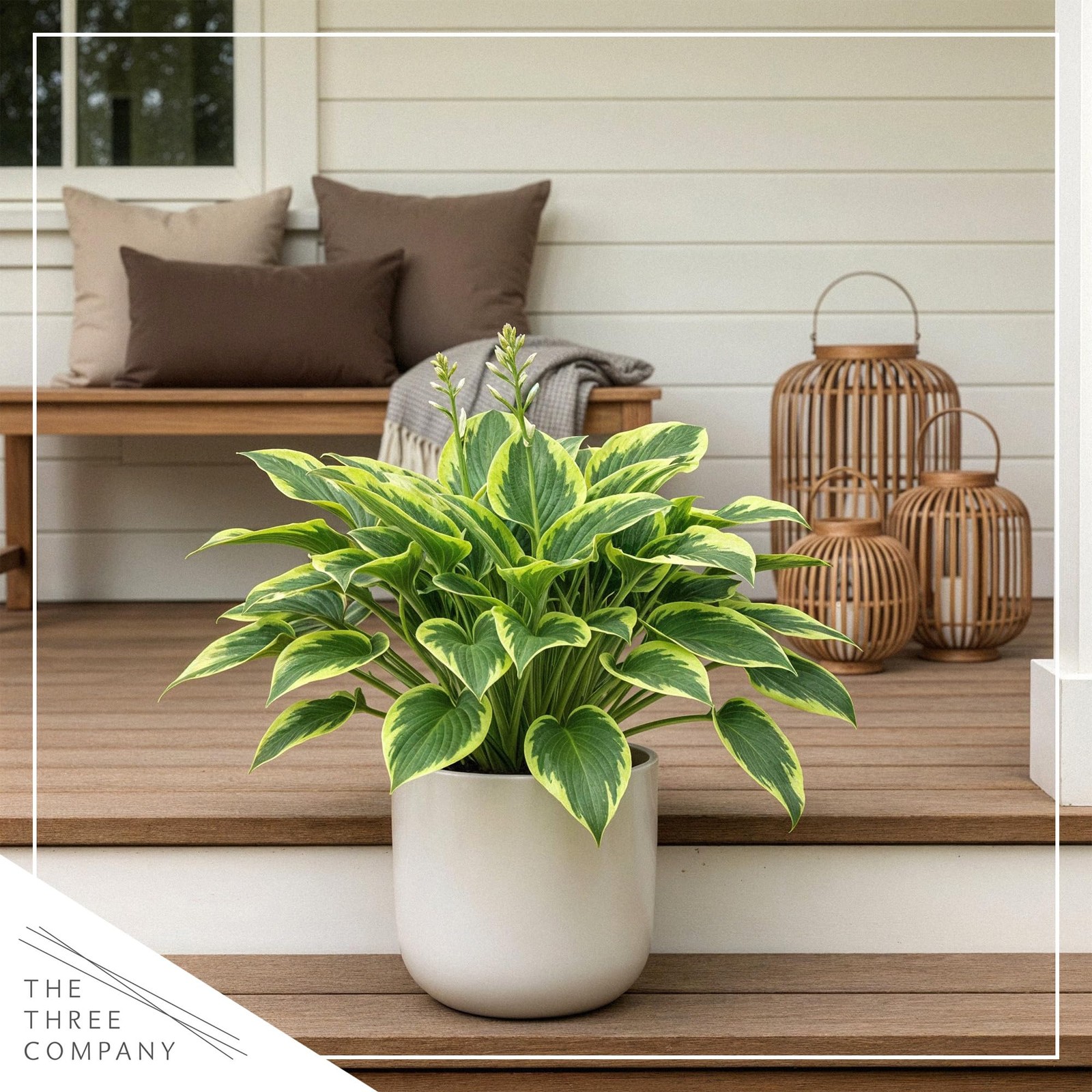 Hosta Plants Yellow Polka Dot Bikini, 3 Pack, 10″ Tall, 1 Qt Pot