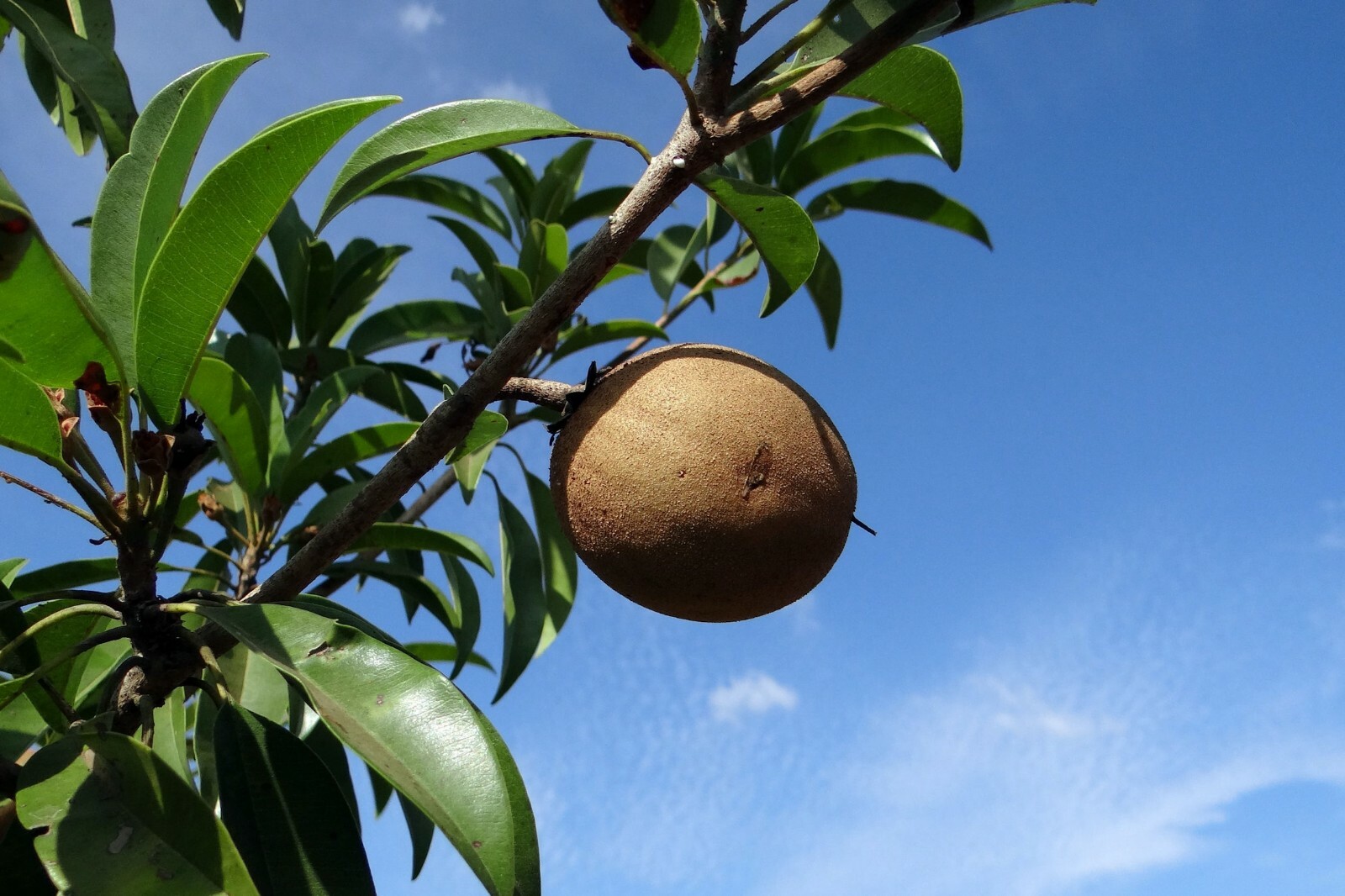 Manilkara zapota Chicle Tropical Tree 5 Seeds Chewing Gum Plant! Sapodilla