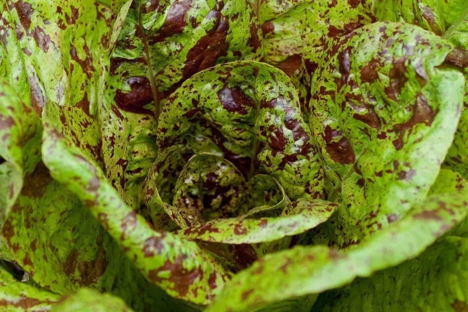 500+ FRECKLES ROMAINE LETTUCE SEEDS – Heirloom – Organic – NON GMO —- FRESH