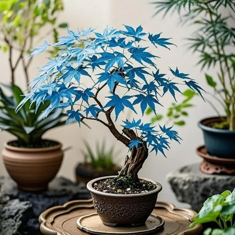 15 Rare Blue Japanese Maple Seeds – Acer Palmatum Ornamental Tree Seeds for P…