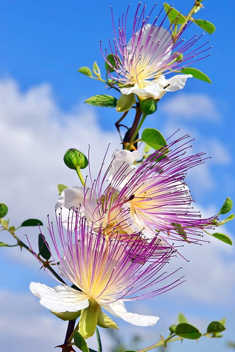 30 Caper Bush Seeds – Easy to Grow – Capparis spinosa