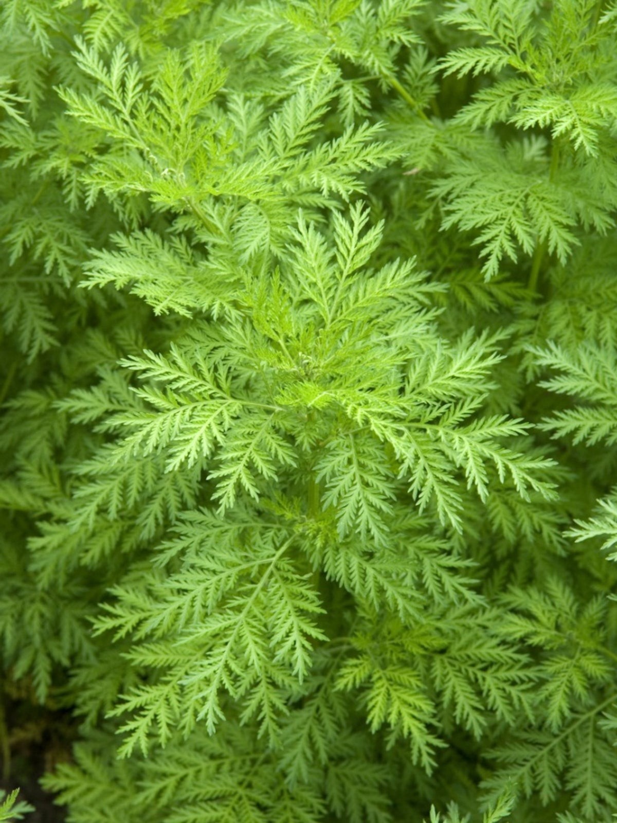 Sweet Annie (Artemisia Annua) Seeds, Sweet Wormwood