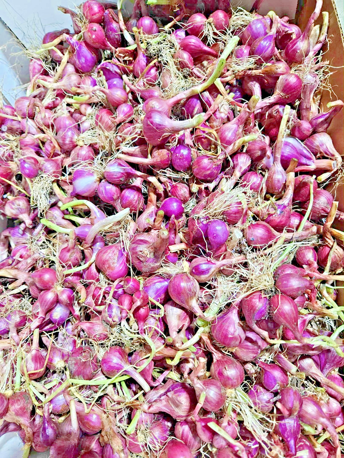 🌿 4oz Premium Shallots – Strong Aroma & Bold Flavor | Gourmet Red Shallot Bulbs