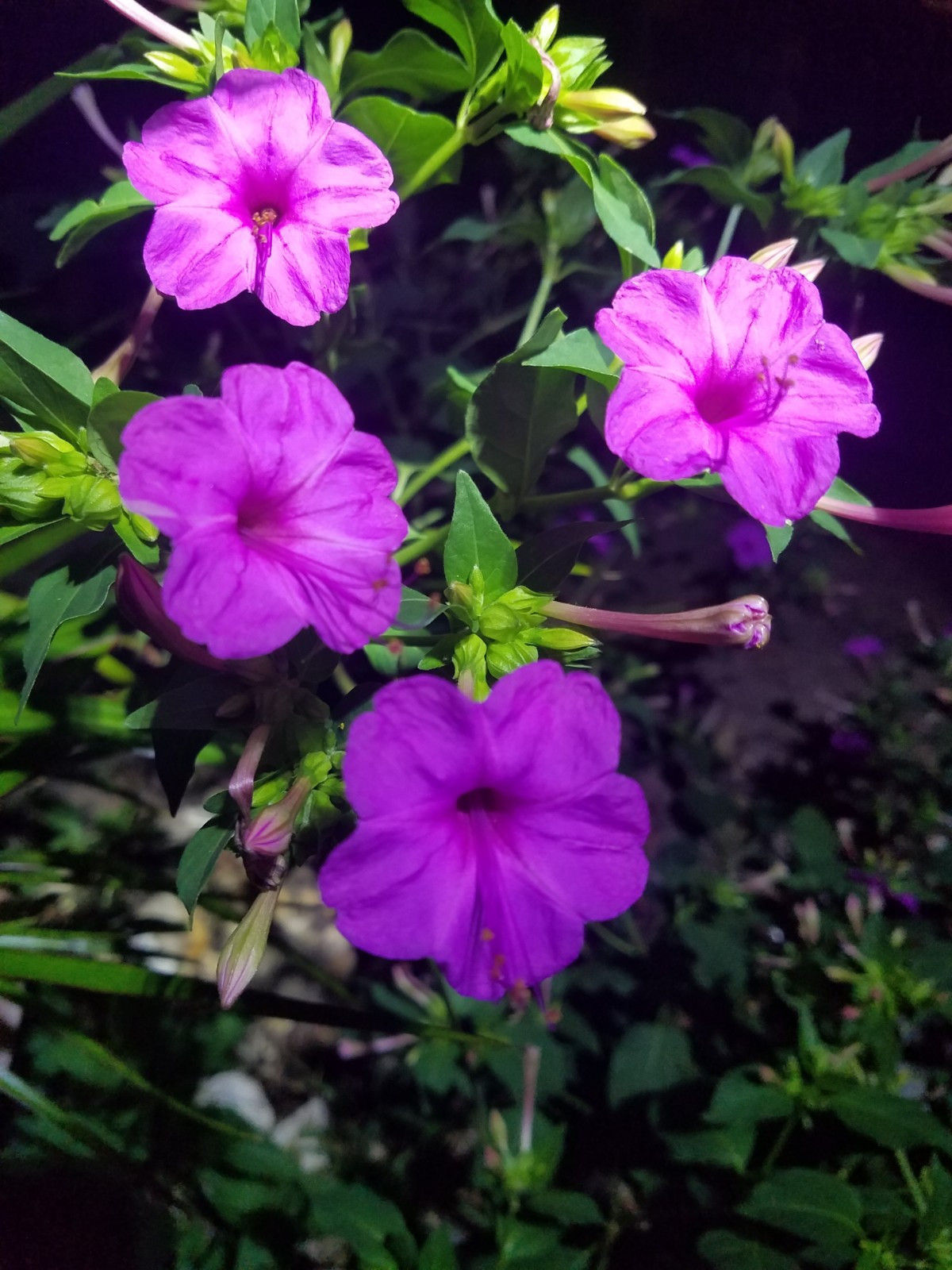 🌸50 Mirabilis (4 O’Clock) Flower Seeds Fragrant Easy to Grow FREE SHIPPING