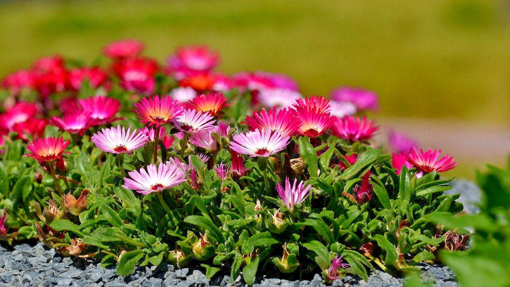 8000+ICE PLANT MIX Flower Seeds Groundcover Drought Heat Poor Soils Fast Easy