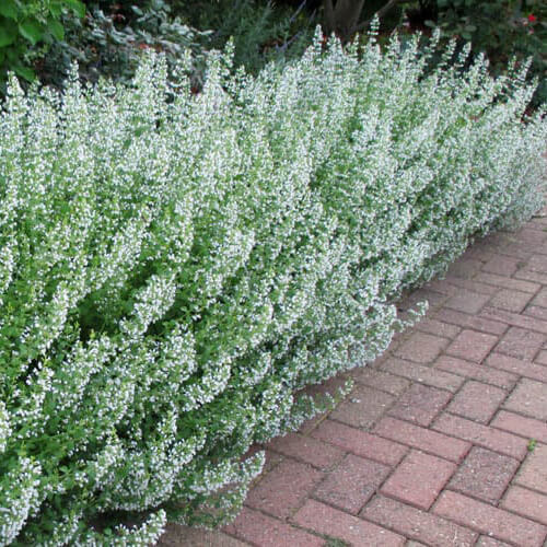 Common White Catmint Seeds | Heirloom | Free Shipping | Flower Seeds | 1274
