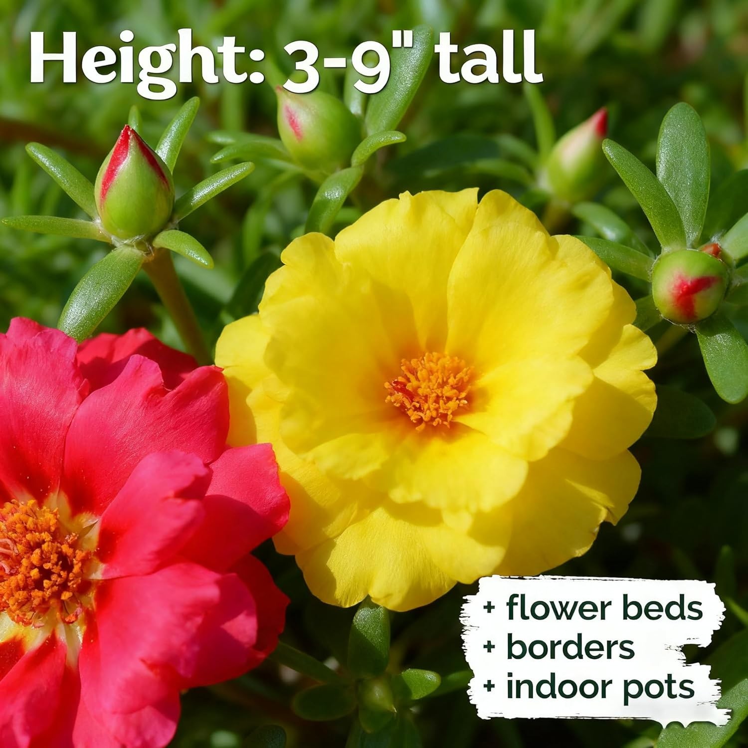 Mixed Color Portulaca Grandiflora Seeds, 20000 Double Moss Rose Seeds for Planti