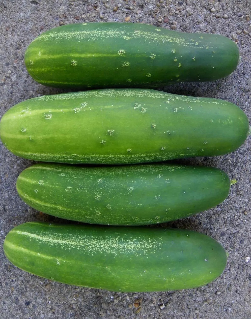 40 Heirloom Double Yield Cucumber Seeds -Heavy Producer Huge Harvests Not Bitter