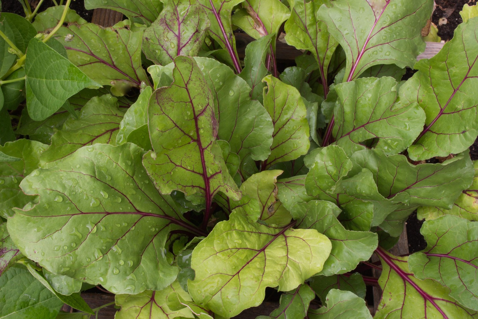 250 EARLY WONDER BEET Beta Vulgaris Vegetable Seeds